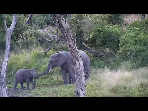 Djuma: Elephants-Pt:1 - 16:52 - 05/11/20