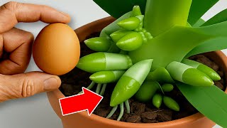 Just 1 Egg! You’ll Have a Beautiful Orchid with Countless Roots and Flowers!