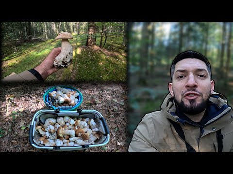 NIESAMOWITY wysyp GRZYBÓW w ŚWIĘTOKRZYSKIM !!!