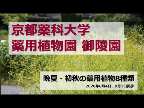 【京都薬科大学】薬用植物園 御陵園 第4弾「晩夏・初秋の薬用植物」