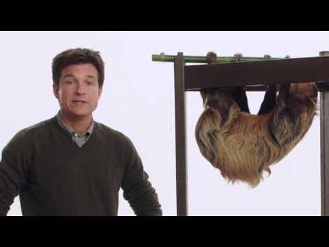 Zootopia (Viral Video 'Jason Bateman + Melon the Sloth')