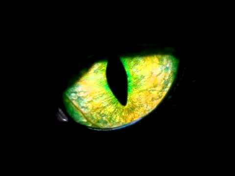 Kowi / Orzech - Przebiegły Kot