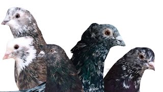 Iranian Highflying Pigeons For Sale - Yousef Karzoki Beautiful Birds           (310) 309-0380