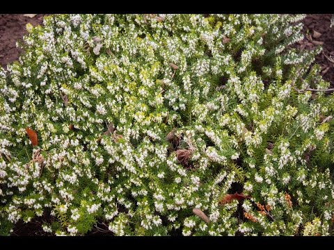 Leila Akinyi - Liebe Dich