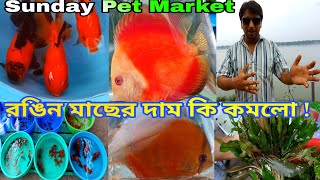রঙিন মাছের দাম কি কম হল শ্রীরামপুরের হাটে | Sunday Pet Market | Aquarium Fish Haat Shrirampur