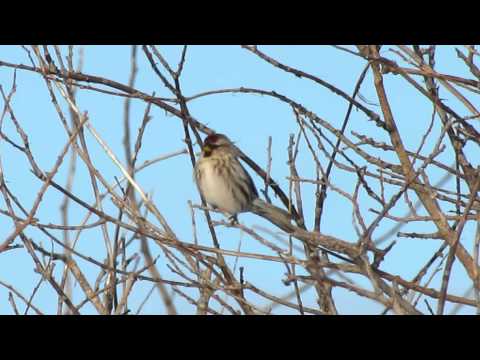 Common Redpolls and song  Mar 8 15