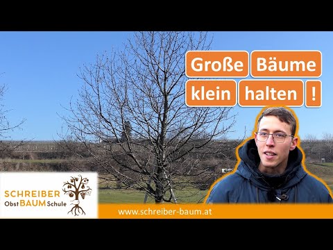 Zu große Obstbäume kleiner schneiden - Kirschbaum klein halten - Obstbaumschnitt