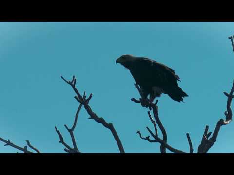 Prvi letovi mladunaca orla krstaša