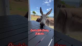 Don’t BITE the Table!!  Donkey Slobber🤦‍♀️🤣💕 #travel #stmartin #funny #shorts