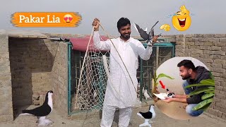 Siya Sherazi Female Pakri Video | Kabotar Bazi Video | Aj Ka Shikar Video | New Pigeons Video |