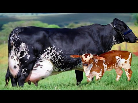 127 Kg Milking Girlando Cow || Girlando Farming In Brazil