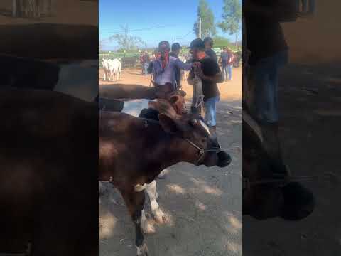 #pernambuco #gado #pecuarista #youtubeshorts #fazenda #agro #brasil #nordeste #vaca #boi
