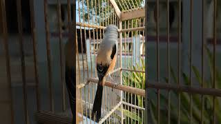 Download lagu Suara pancingan burung cendet macet agar mau bunyi.#cendetmania #reelsvideo #fbpro #shortvideo mp3