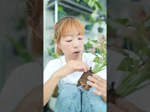 シダを室内に取り込む時期はいつ？簡単にメンテナンスするにはどうすればよいでしょうか?  庭園