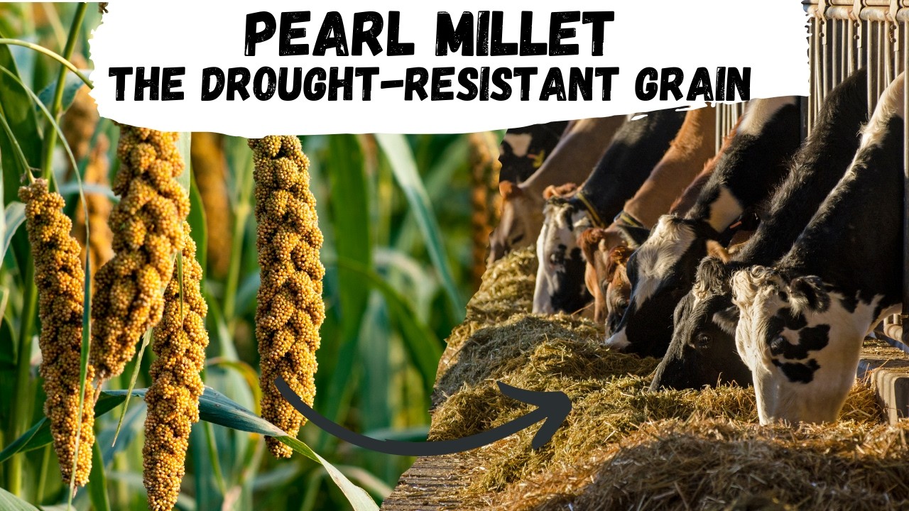 Pearl Millet: The Drought-Resistant Grain