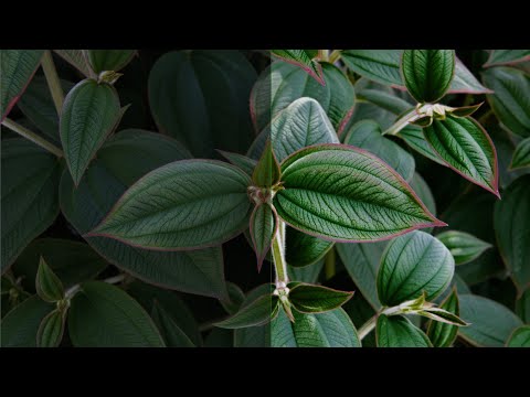 Darktable Episode 83: color equalizer module