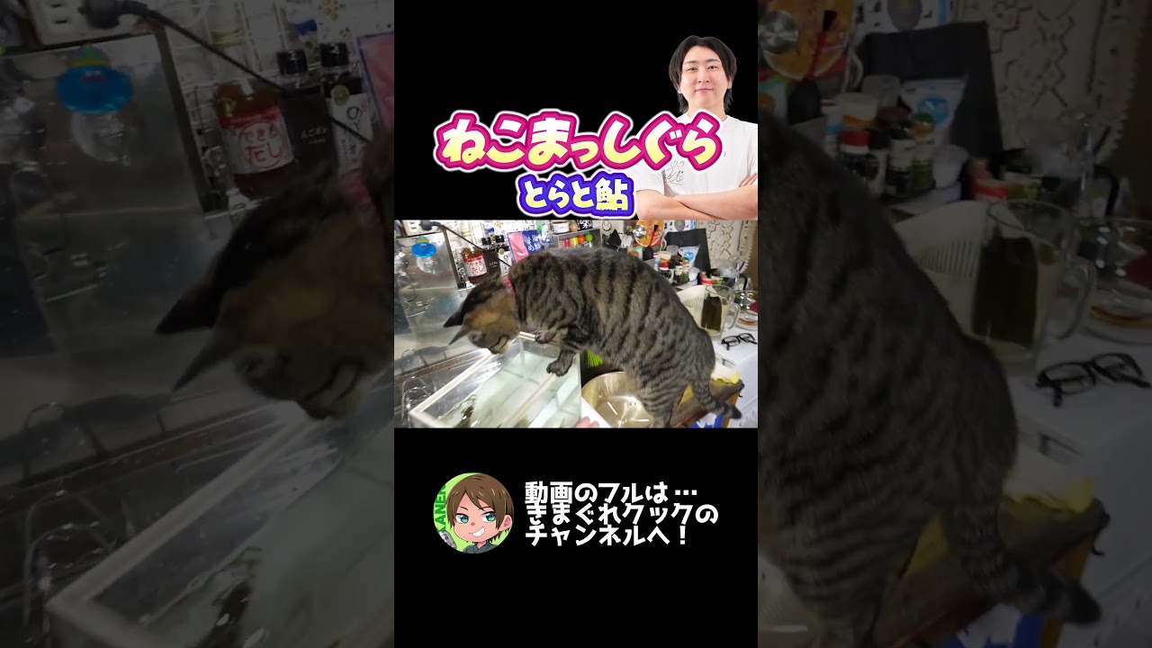 ねこまっしぐら！魅惑の活け鮎