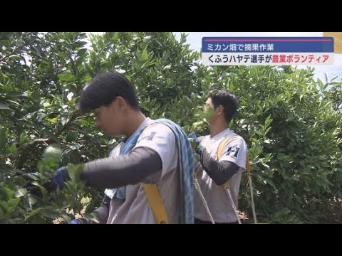 YouTube Video くふうハヤテベンチャーズの選手が農業ボランティア ミカン畑で摘果作業