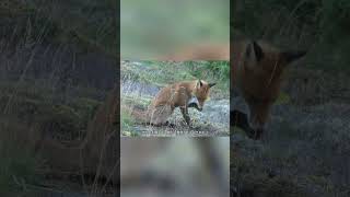 キツネ ― 自然界における賢く神秘的な存在！【第2部】 #動物好き #animals #特有種