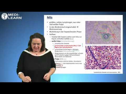 Histologie der Milz von MEDI-LEARN Online-Kurs