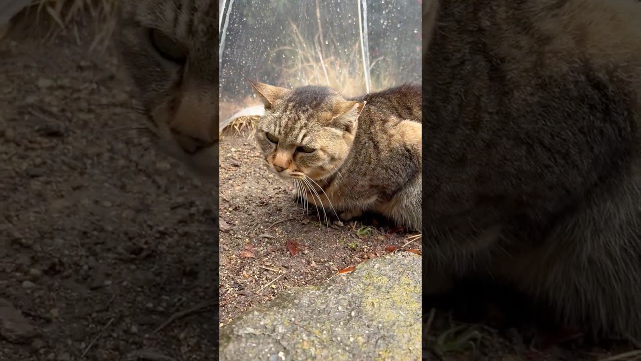 傘の中でのんびり雨宿りするかわいい女子キジ猫ちゃん #Shorts