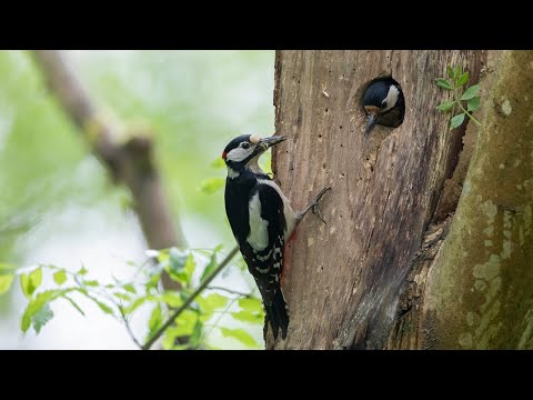 Meet the Woodpeckers