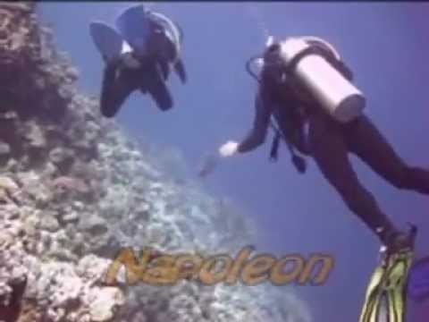 Diving Carnelia Hausriff Mehelg