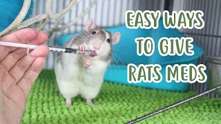 HOW TO GIVE RATS MEDICATION