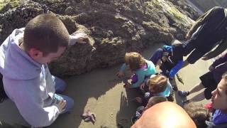 preview picture of video 'Yachats Tidepools, summer 2014'