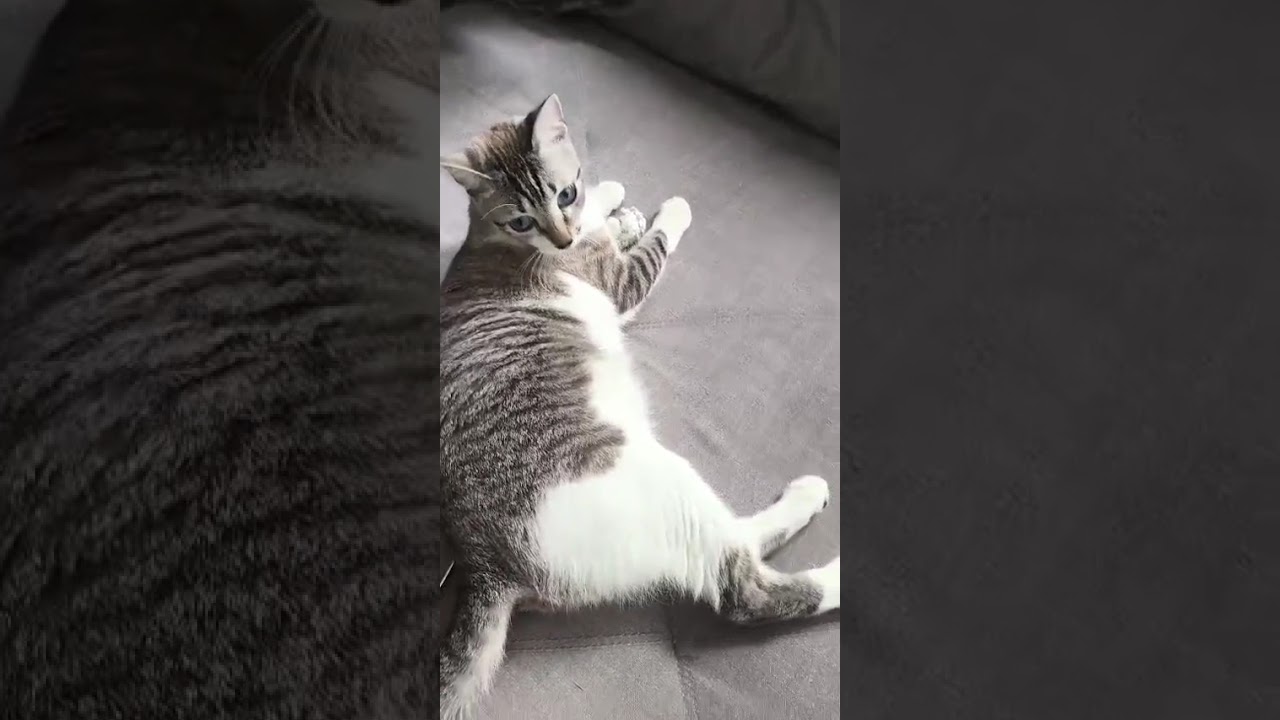 Gato raça SRD-ViraLata idade 1 ano nome Chimbiquito