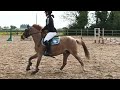 Cavalla Welsh Poney (Sezione C) In vendita 2015 Aubère ,  TOITOIMONTOIT DE MALO (PFS)