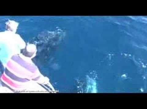 Narooma Charters and Barunguba Montague Island Tours