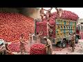 Top Plastic Recycling! Processes That Are Highly Satisfying | Factory Production