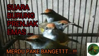 Download lagu SUARA BURUNG PRENJAK EMAS mp3