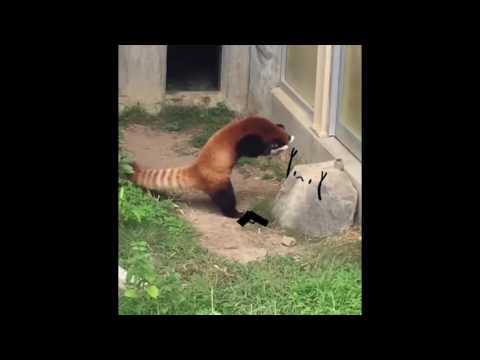 Red panda freaks out of a rock-ANIMATED