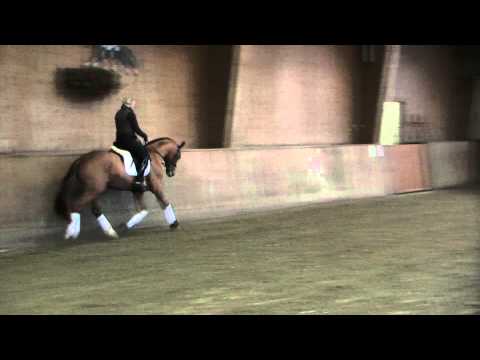 Royal Classic - Brentano