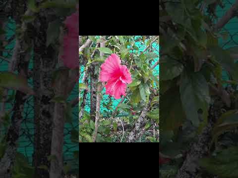 FUGALEI × FEHIA (Matagi Tonga)