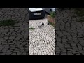 Angry  Pigeon