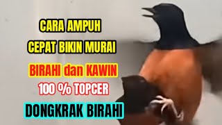 Download lagu Terbukti murai Cepat Birahi dan Kawin - Pake cara ini pancingan ampuh murai cepat birahi dan kawin mp3