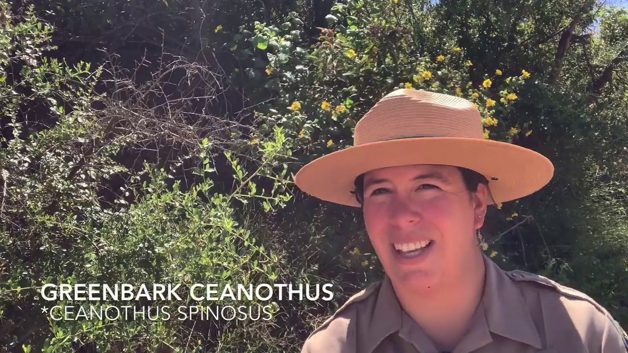 Chaparral Adaptations - Greenbark Ceanothus (Ceanothus spinosus)
