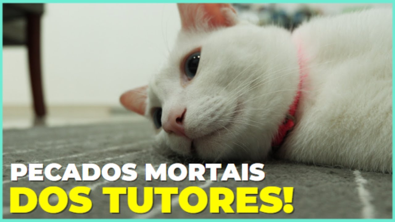Se Você Faz ISSO, Você Está ENCURTANDO a Vida Do Seu Gato!