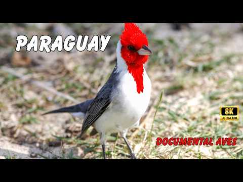 PARAGUAY: Las AVES Mas Espectaculares del MUNDO | Documental Episodio 1
