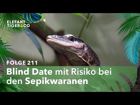 Regen für die Liebe (Folge 211) | Elefant, Tiger & Co. | MDR