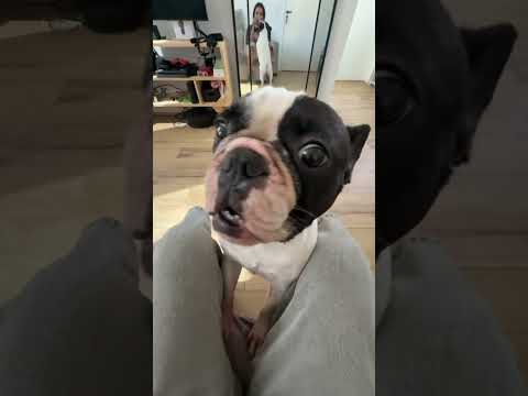 BROMA A MI PERRO😳