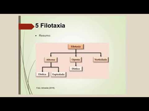 Filotaxia das folhas - IV JOBOECO
