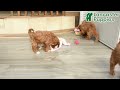Cockapoo dogs for sale: Dandy - Video 1