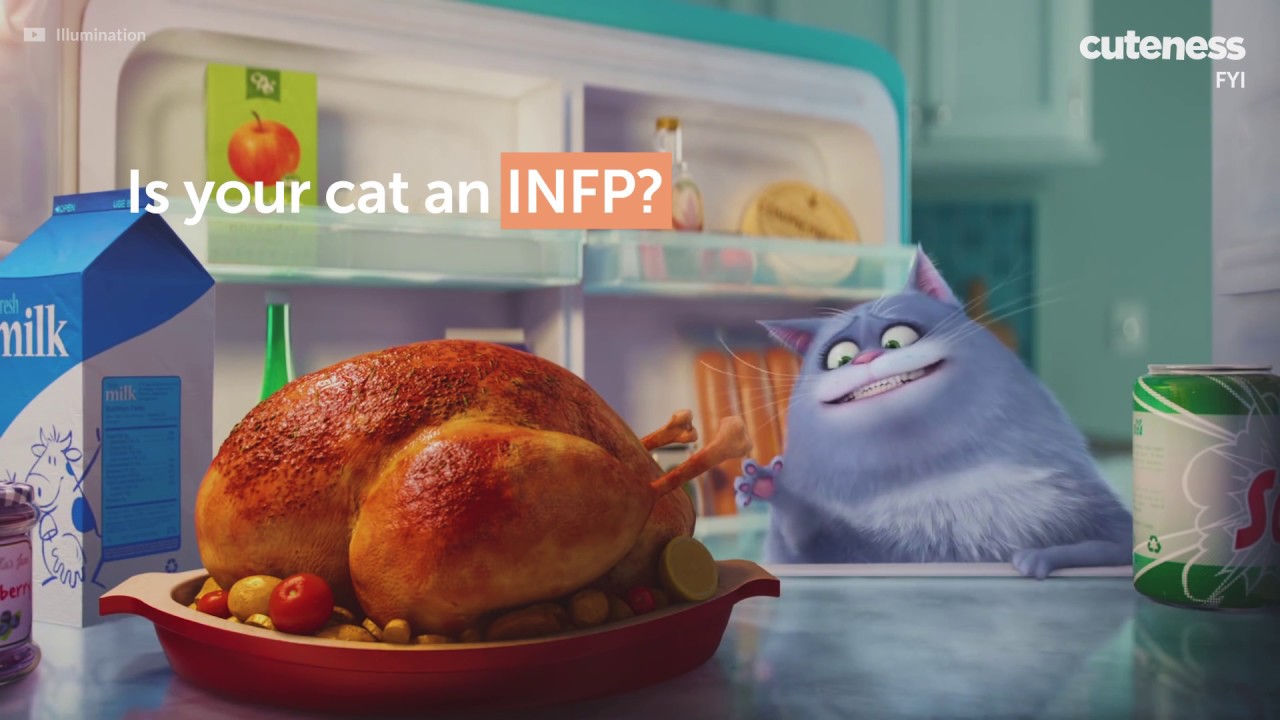 Cats Apparently Have 1 Of Just 5 Personality Types