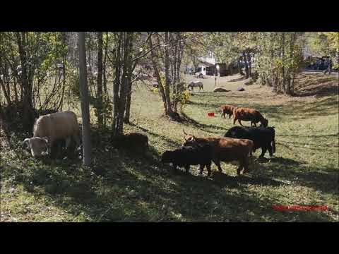 MUCCHE E VITELLINO HIGLANDER AL PASCOLO FIERA DI SON MARTIN A CASTELDELFINO (CN) DOM. 17 - 10 - 2021
