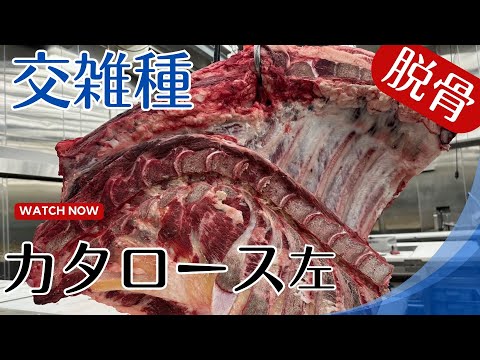 カマルグの雄牛ヨネット.jpg