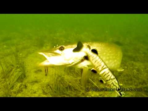 Best top 20+ pike attacks underwater on fishing lures 2015-2016